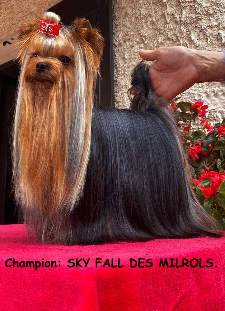 CH. Skyfall Des milrols