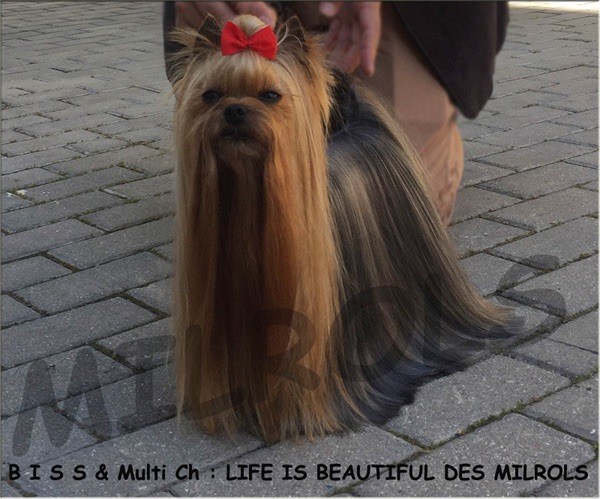 Des milrols - Championnat du LUXEMBOURG.