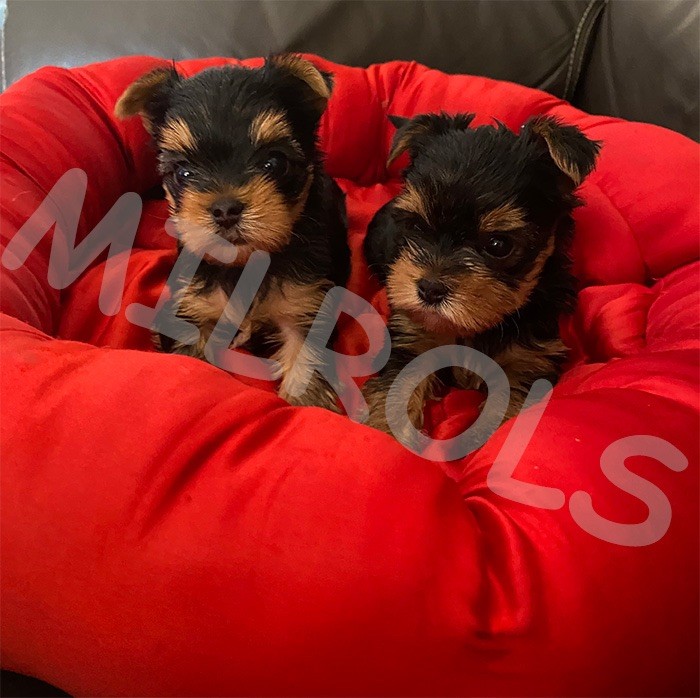 Des milrols - Chiots disponibles - Yorkshire Terrier