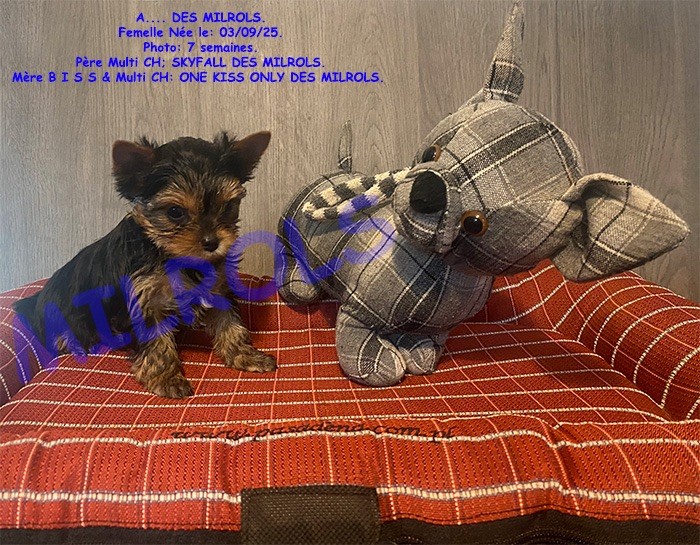Des milrols - Chiots disponibles - Yorkshire Terrier