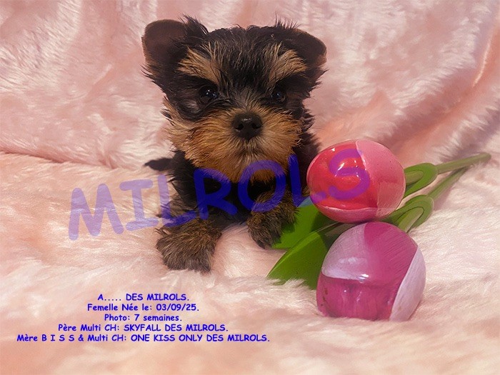 Des milrols - Chiots disponibles - Yorkshire Terrier